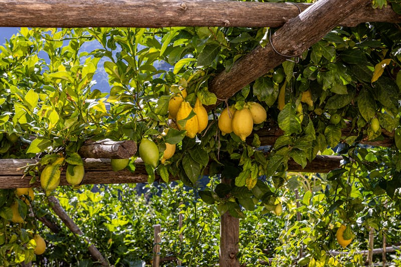 Lemons growing on trees beneath wooden supports